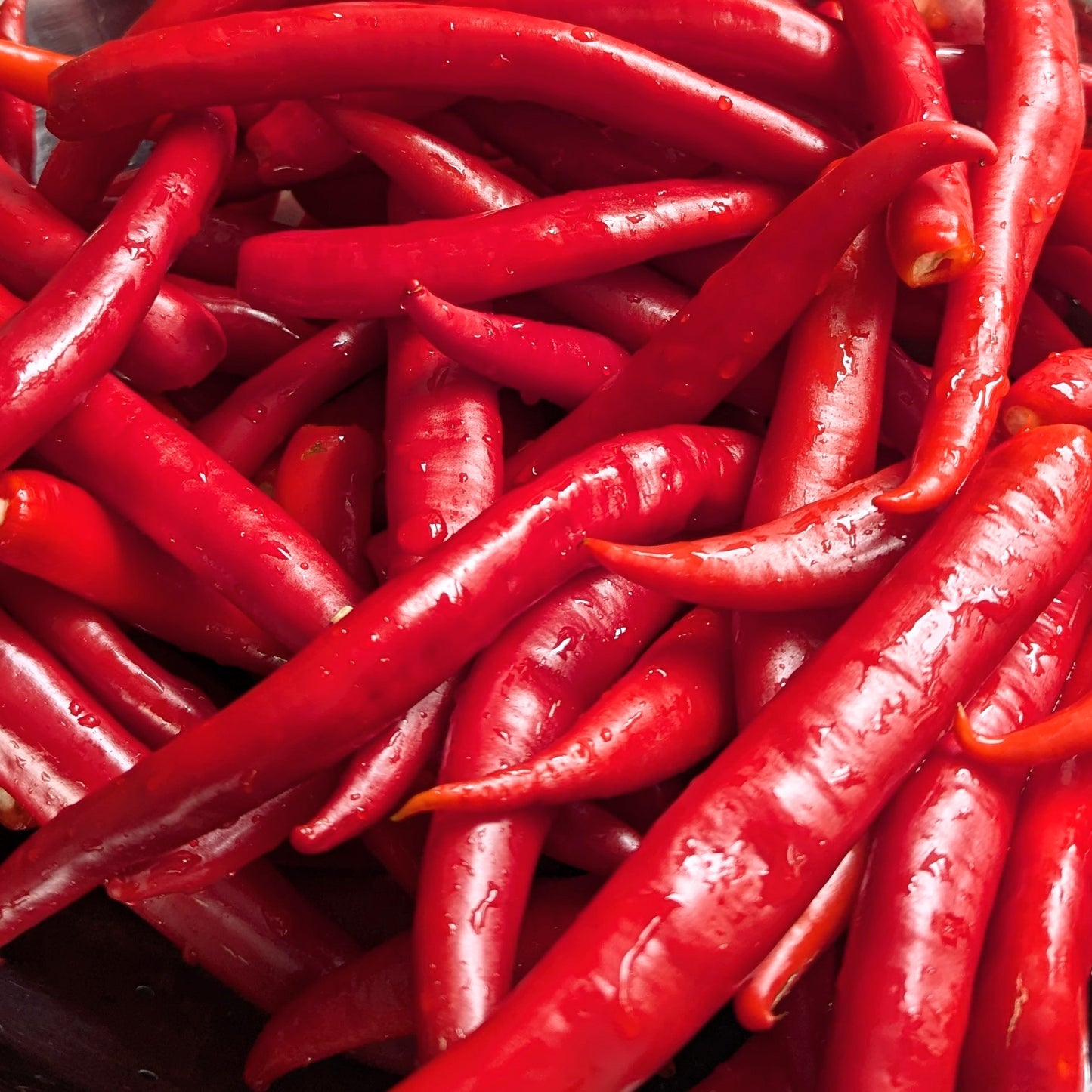 Close up of red cayenne chillies.