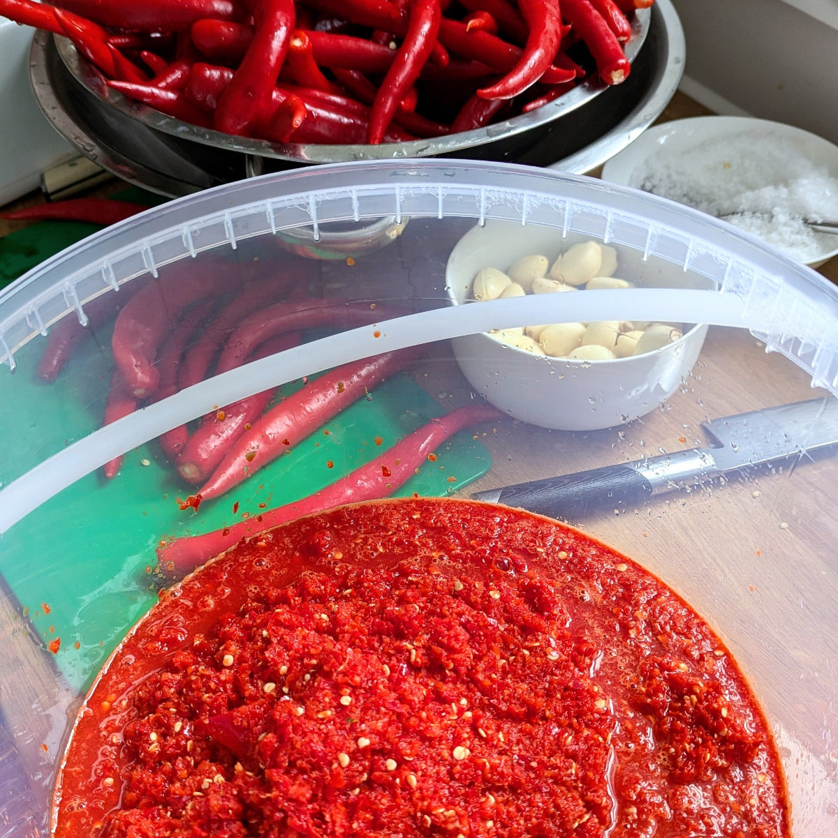 Hot sauce fermentation tubs, with garlic