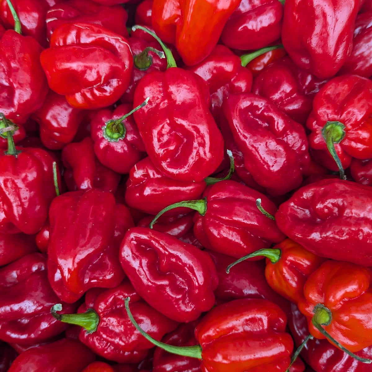 Close up of red habanero chillies